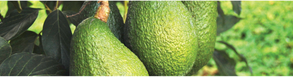 avocado banner