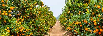 Nutrient deficiencies in fruit trees