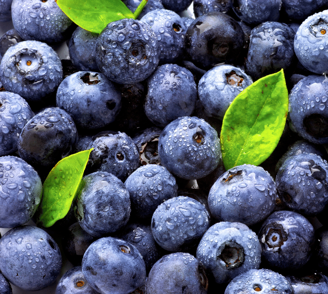 Blueberry Fertilizer | Haifa Group