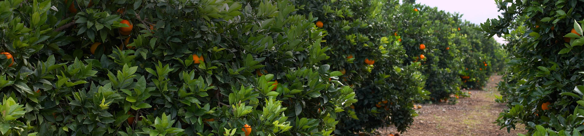 Citrus orchard