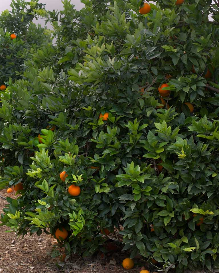 Citrus orchard