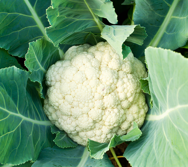 Cauliflower Fertilizer - Haifa Group