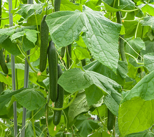 Agricultura - un campo de pepino plantas crecen a través de una