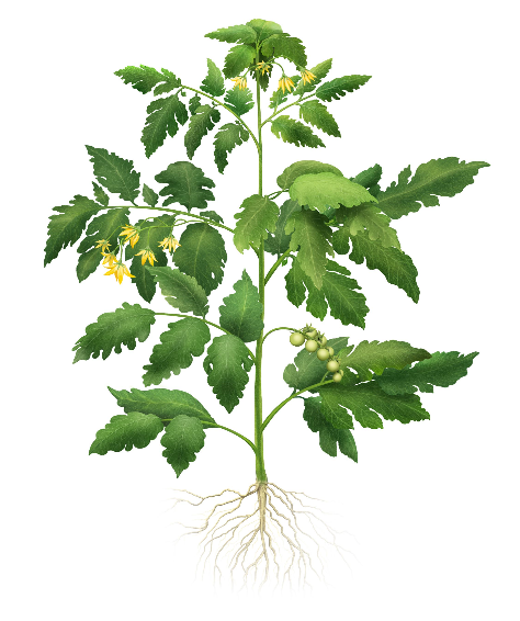 Tomato growth stages - first flowering cluster and fruit set