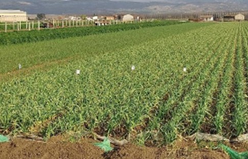 Garlic trial plot in March, after the last treatment