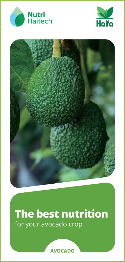 https://www.haifa-group.com/sites/default/files/2025-03/34309_alon_nutri_avocado_spanish_04_biz_convert_press.pdf