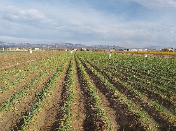 HaifaStim Wall-Up garlic plot in November, at the time of 1st treatment