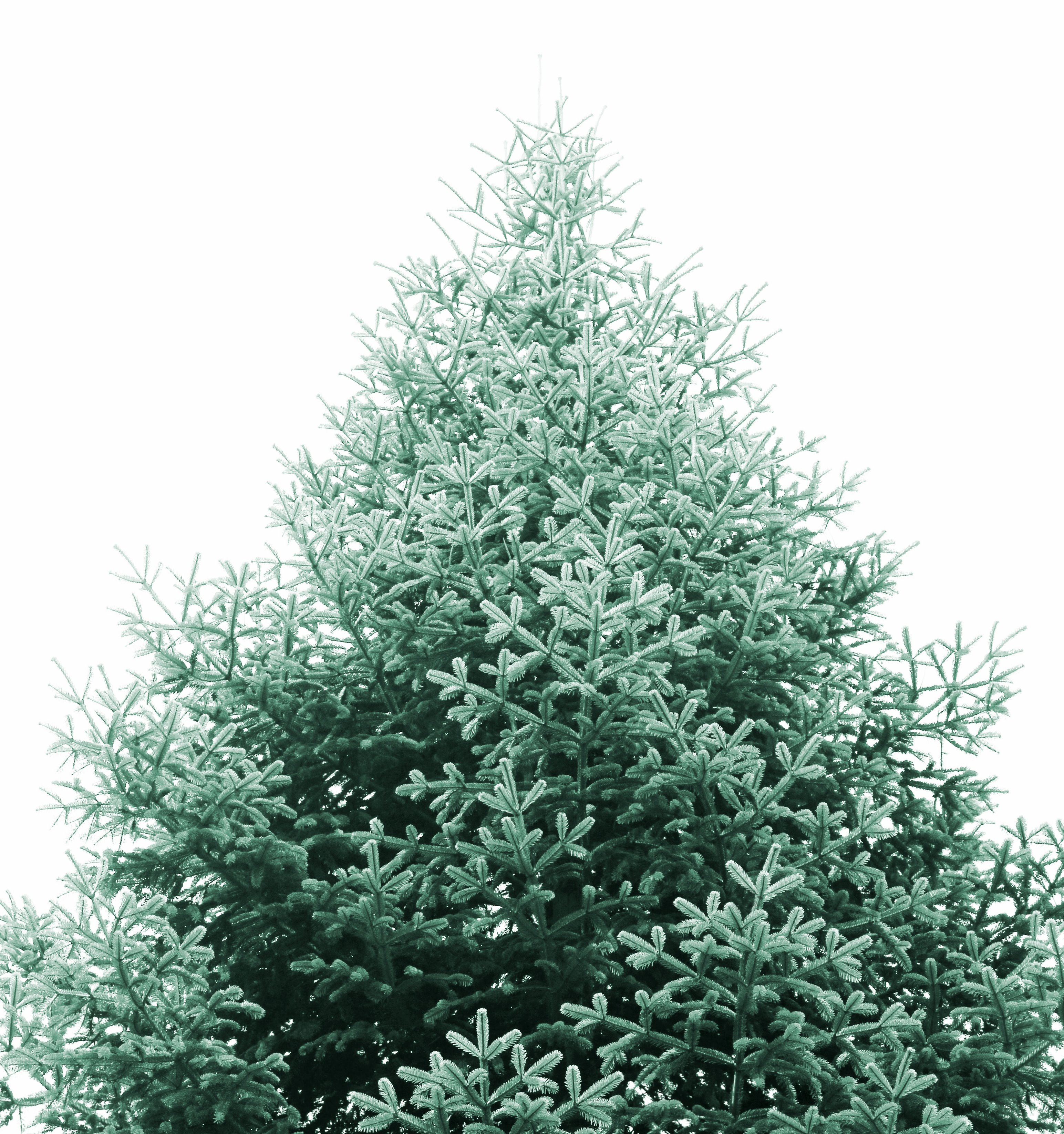 Growing Christmas trees 8 facts you should know Haifa Group