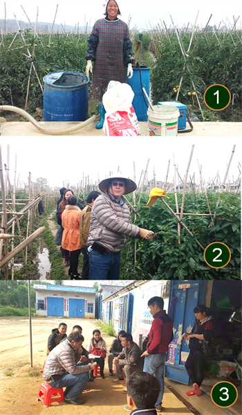 Sharing Knowledge with Chinese tomato growers