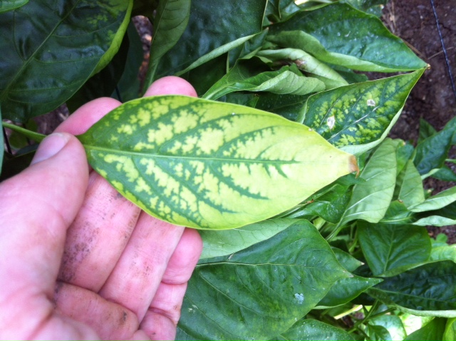 Magnesium Deficiency in Pepper