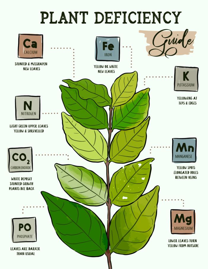 Main Functions of Plant Nutrients | Group