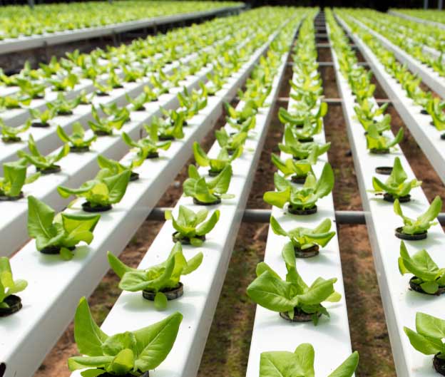 Growing  lettuce with hydroponic system
