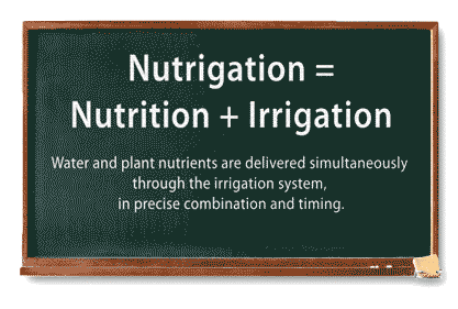 Nutrient use efficiency by Nutrition and Irrigation 