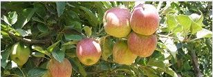 Apple Nutrient deficiency