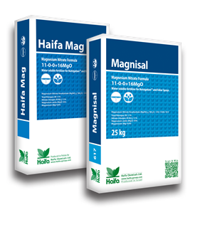 Haifa Mag & Magnisal