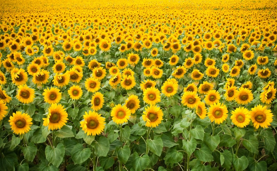 How to grow sunflowers with Haifa Fertilizers Haifa Group