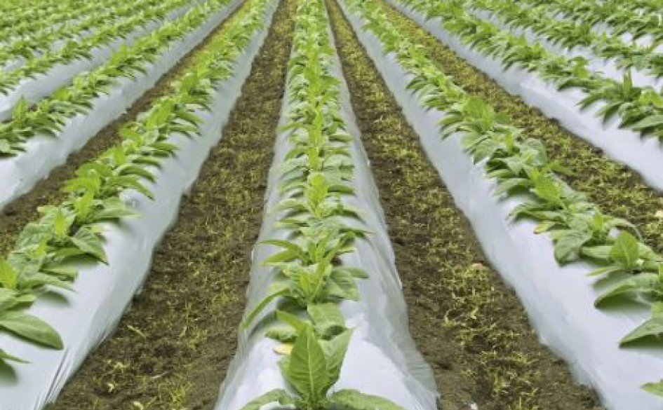 Revised Nitrogen Fertilizer for Tobacco Haifa Group