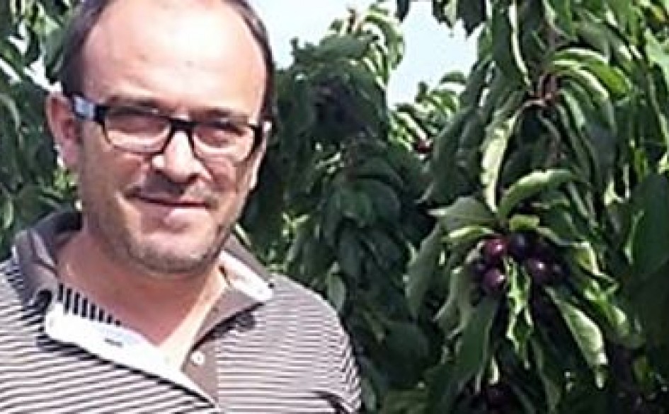 Fertilization of cherry trees when and how? Haifa Group