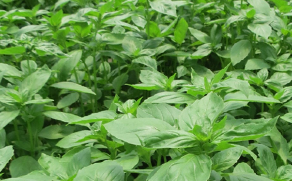 From transplanting to growth stage A fertilization program for basil