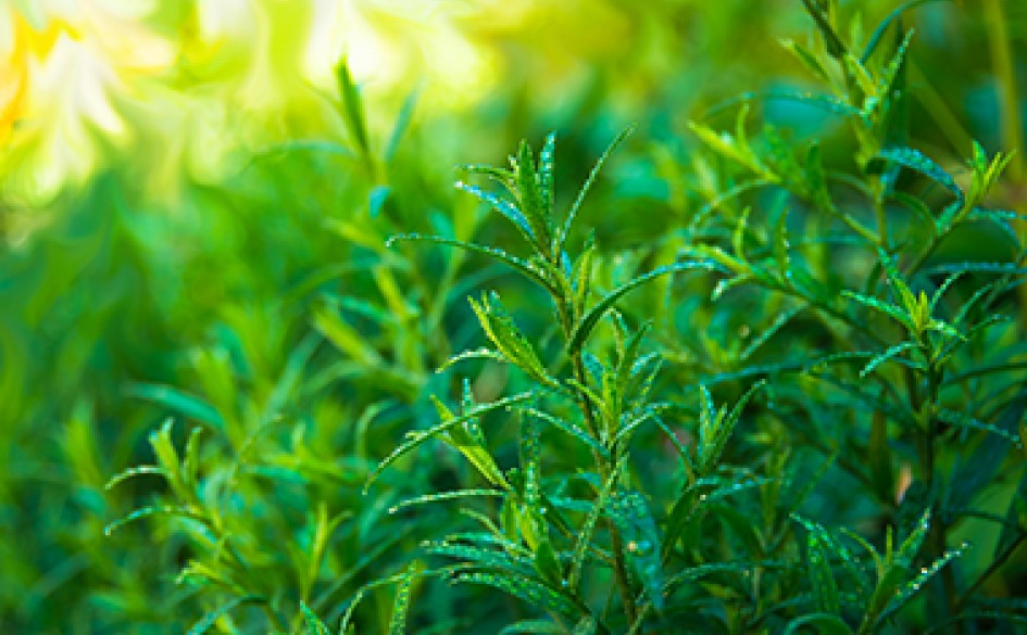 Herb Yield and Bioactive Compounds of Tarragon Haifa Group