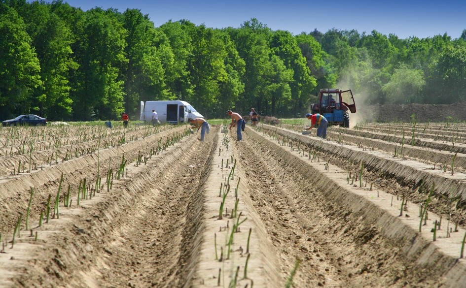 Multicote™ Agri significantly increased asparagus yield in France