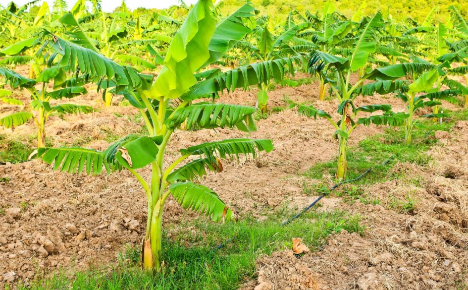 MultiK fertilizer for growing banana trees Haifa Group