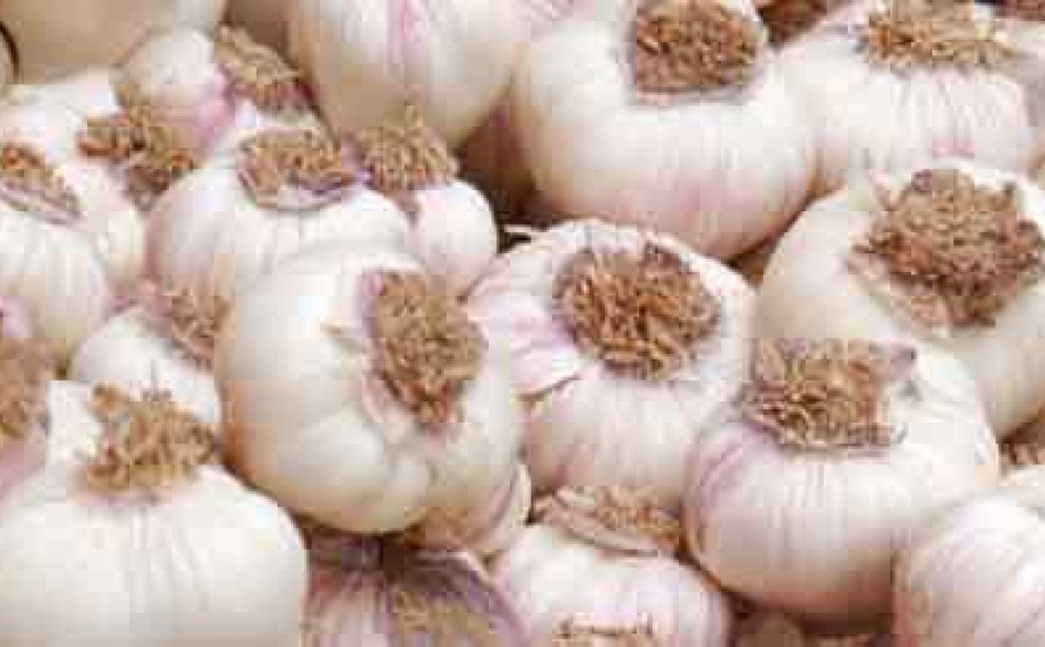 Multicote Controlled Release Fertilizer for Garlic Haifa Group